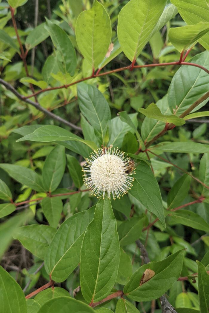 Magical® Moonlight button bush