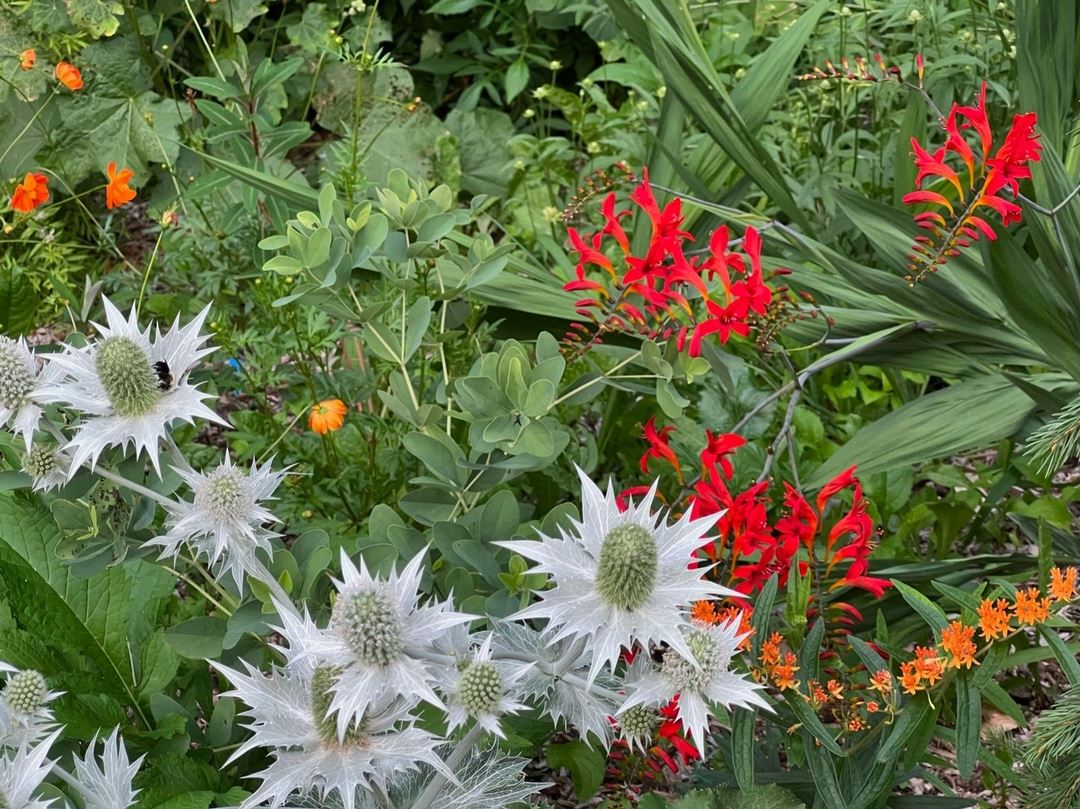 close up of white, red, and orange flowers