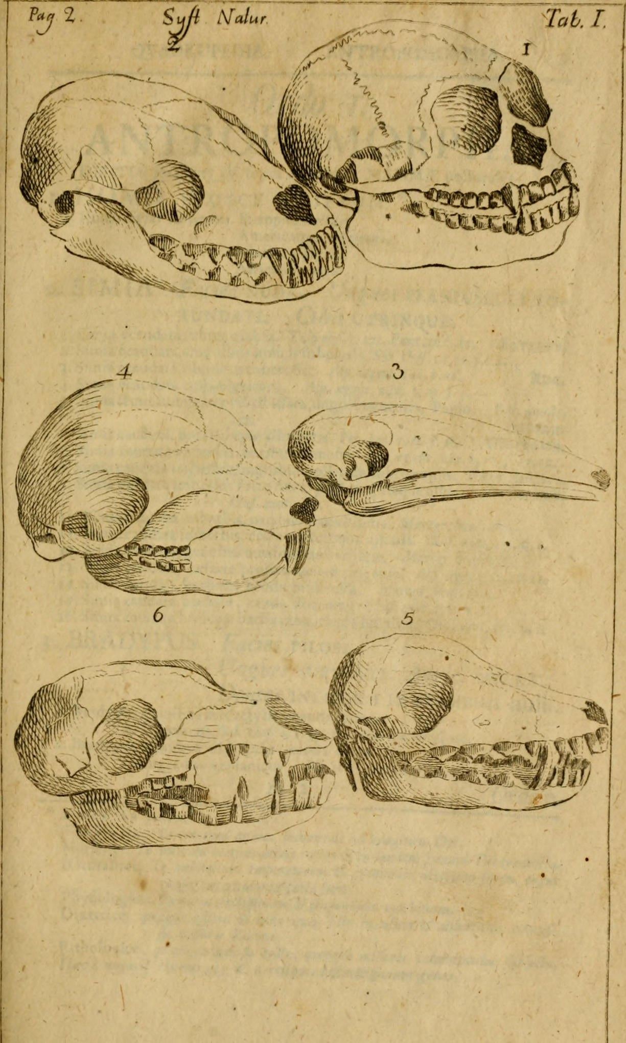 Human and animal skull drawings.