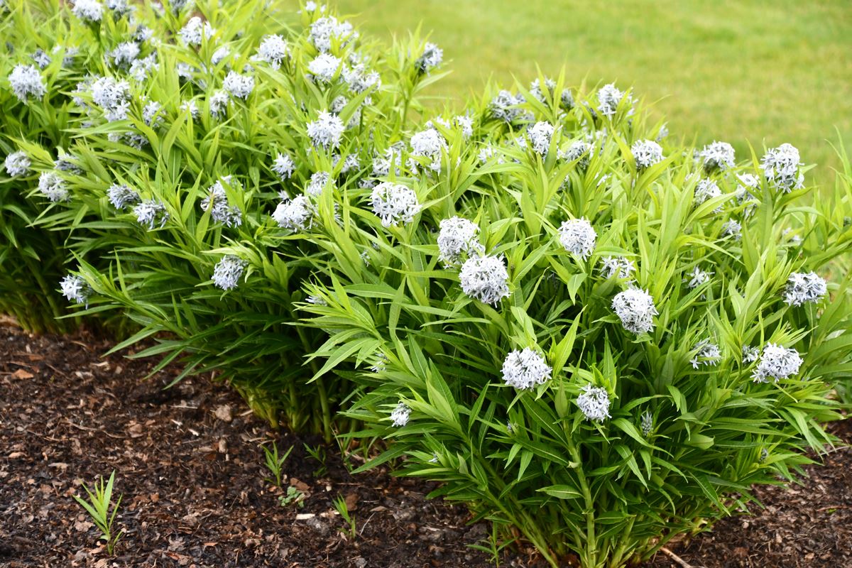 'Seventh Inning Stretch' bluestar flowers (photo: Courtesy of Brent Horvath/Intrinsic Perennial Gardens)