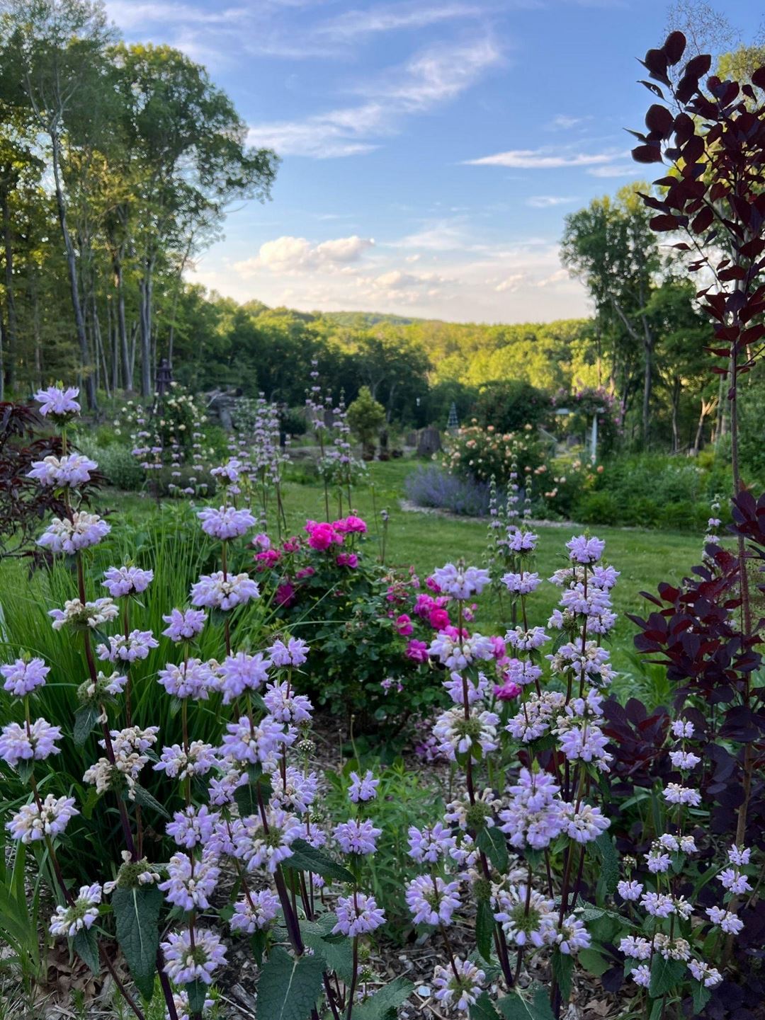 looking out onto the large backyard with purple and pink flowers in the foreground