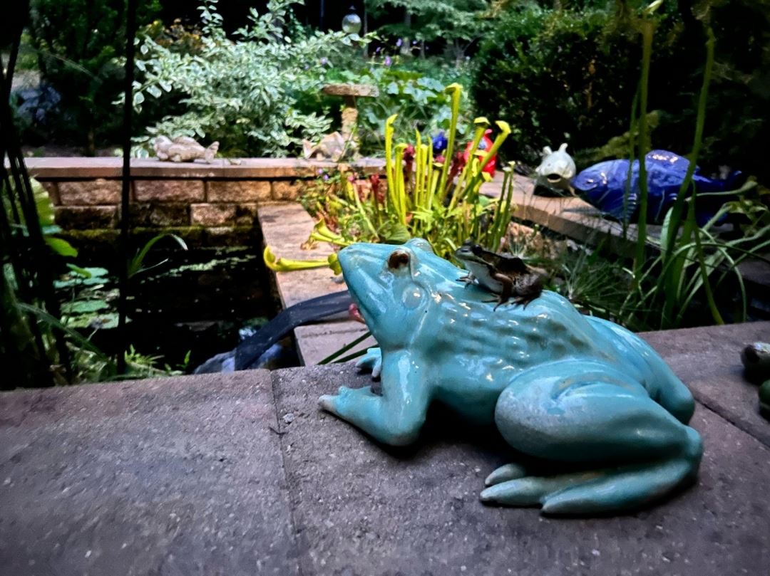 ceramic frog statue in front of a garden pond