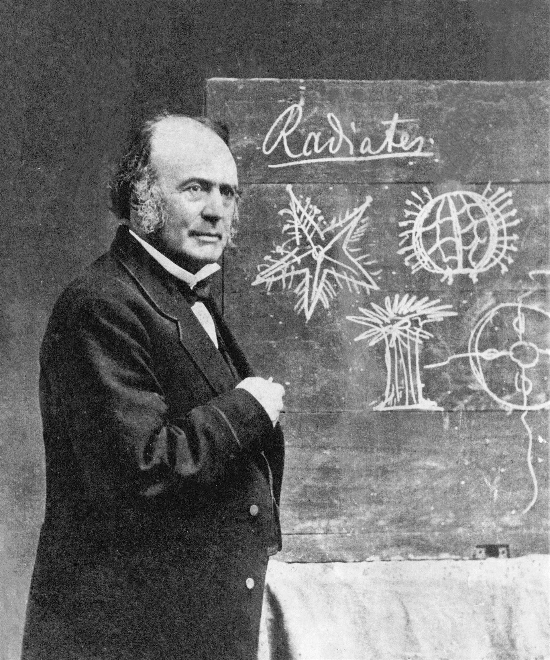 B/w image of Louis Agassiz in front of chalk board with Radiates and illustration.