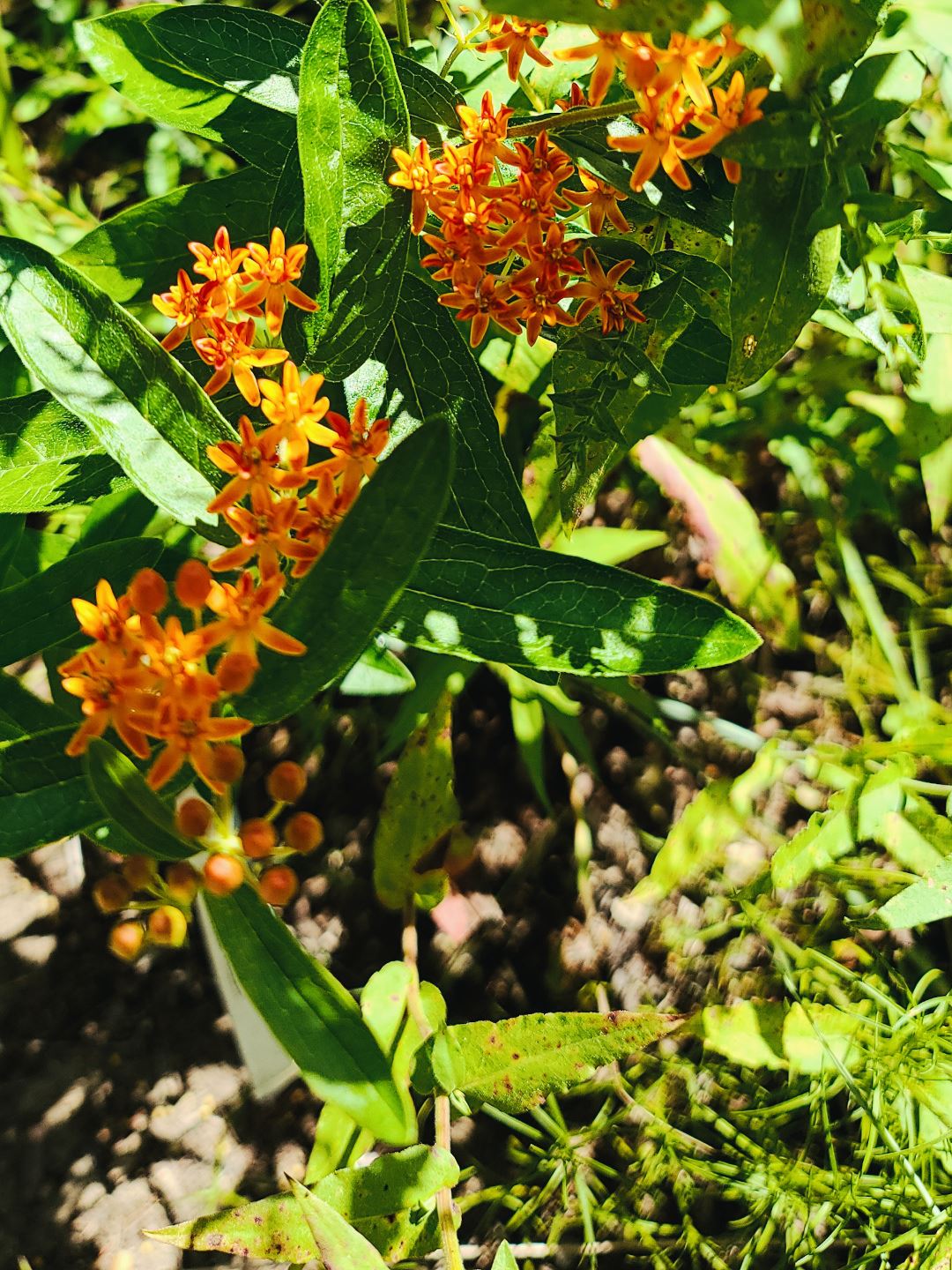 close up of orange butterfly milkweed