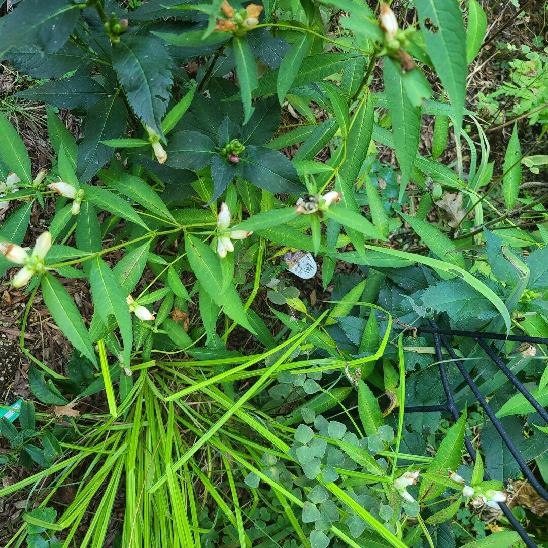 close up of various plants with thin foliage