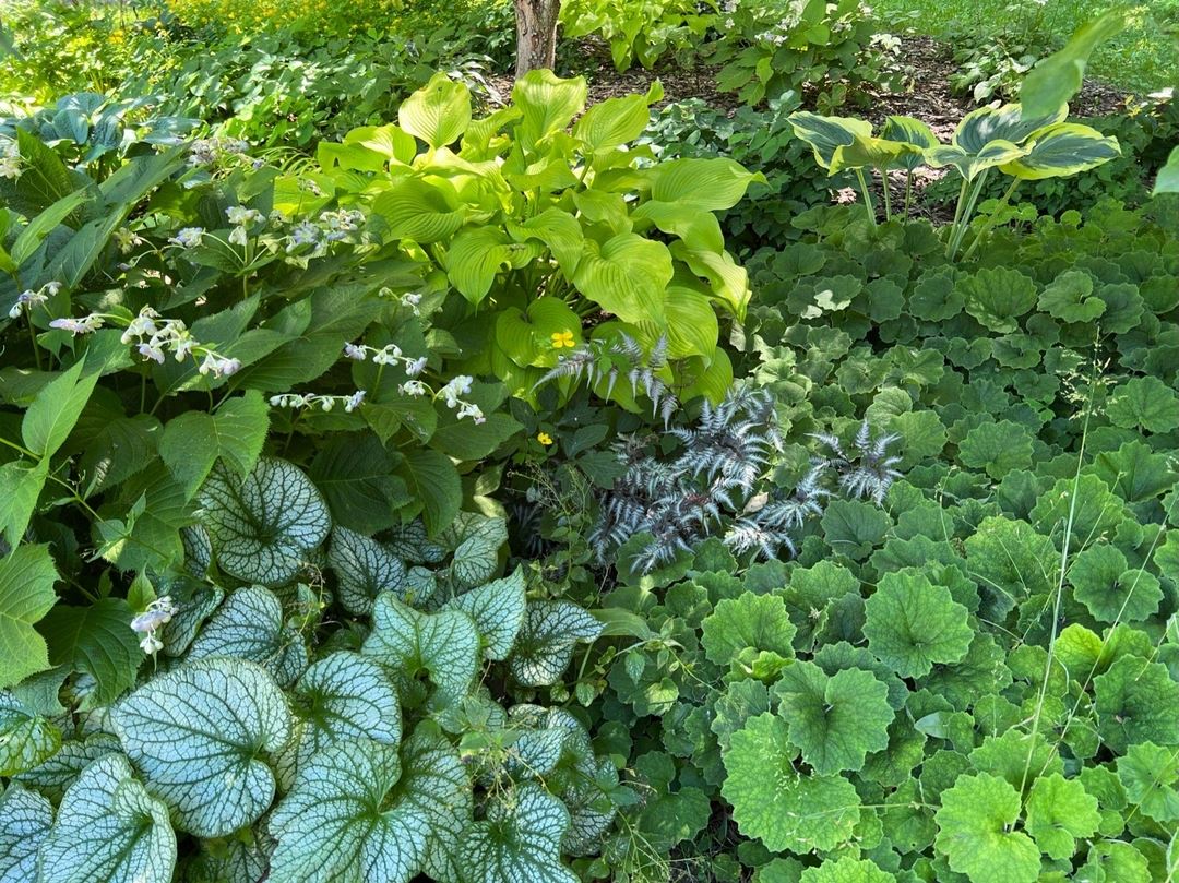 close up of a shade planting with various green foliage plants