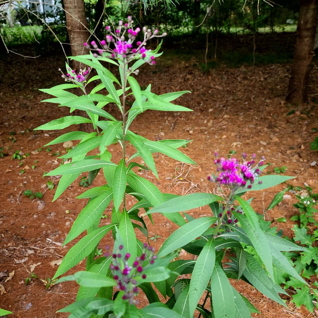 close up of New York ironweed