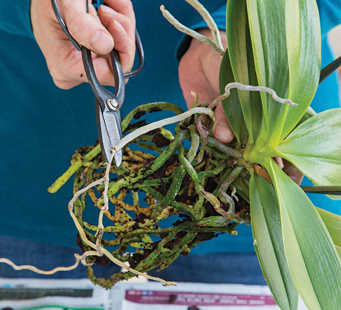 trimming off dead roots of moth orchid