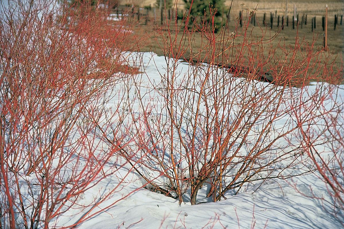 Red osier dogwood