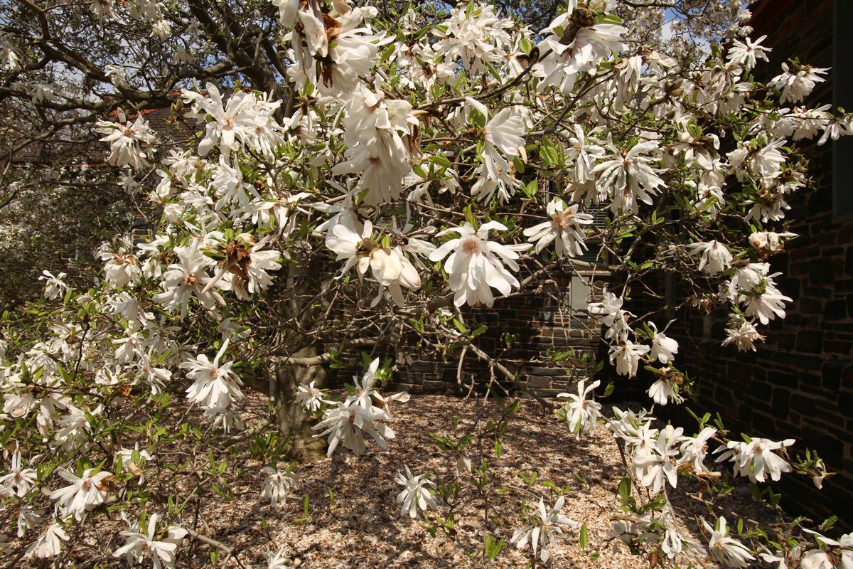 Star magnolia, spring flowers