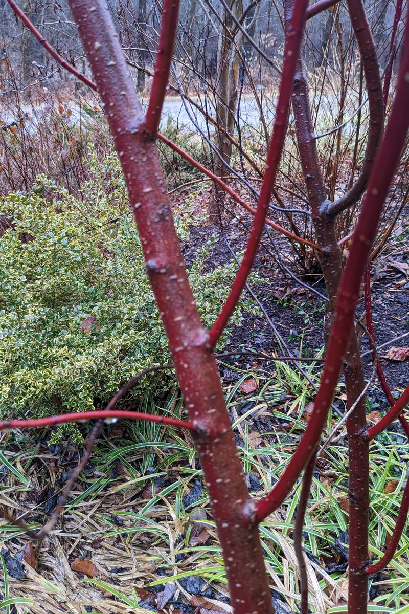 Red osier/ twig dogwood 