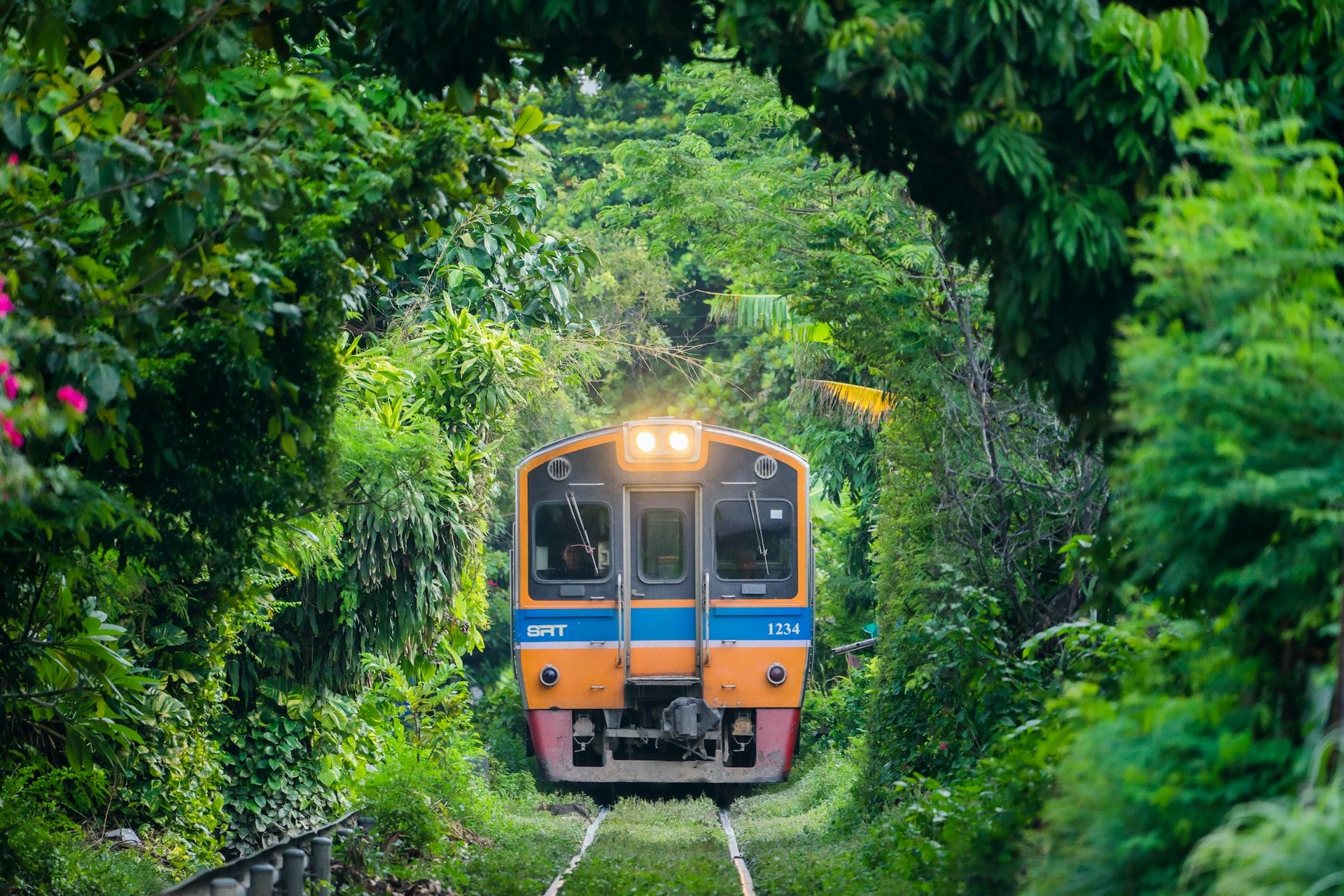 A train going through a tunnel of trees in Thailand