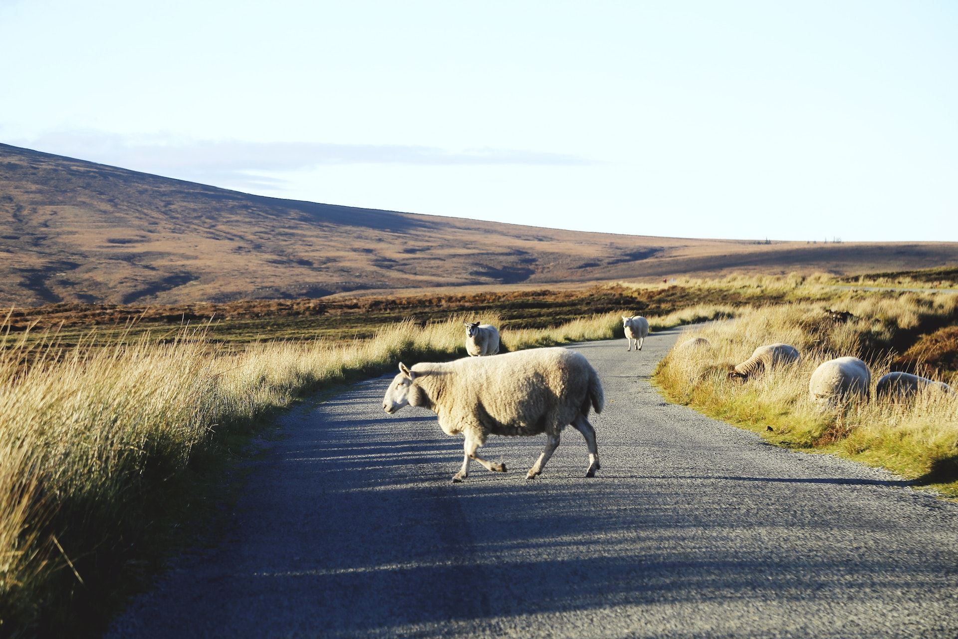 Sheep crossing a road in Ireland