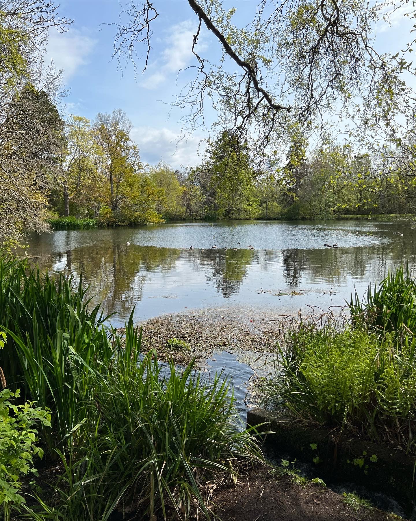 large pond surrounded by plants