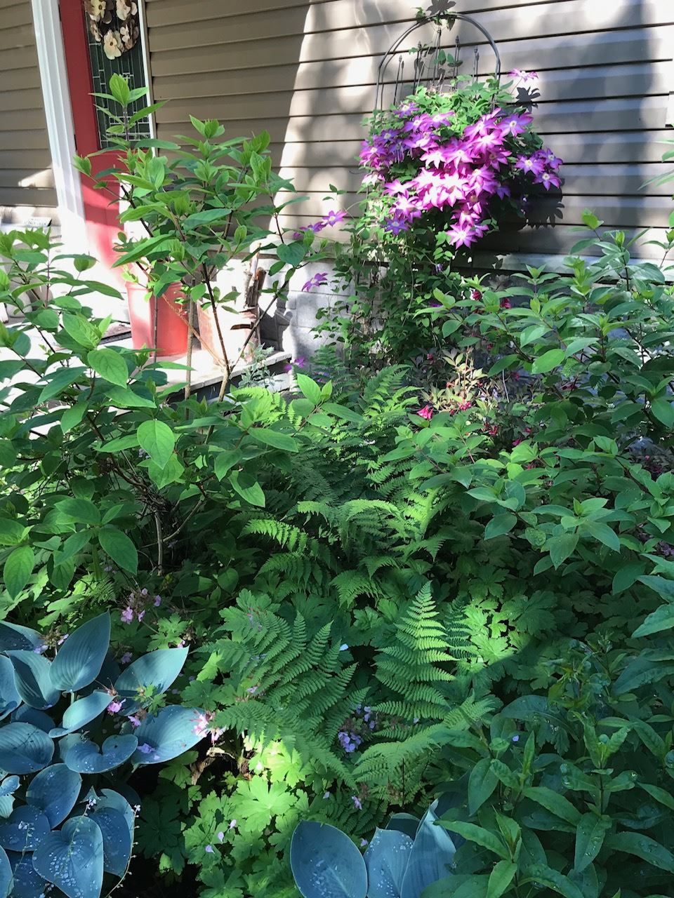 garden bed full of ferns and other foliage plants