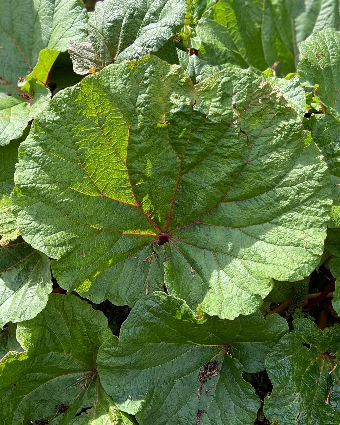 close up of large leaf