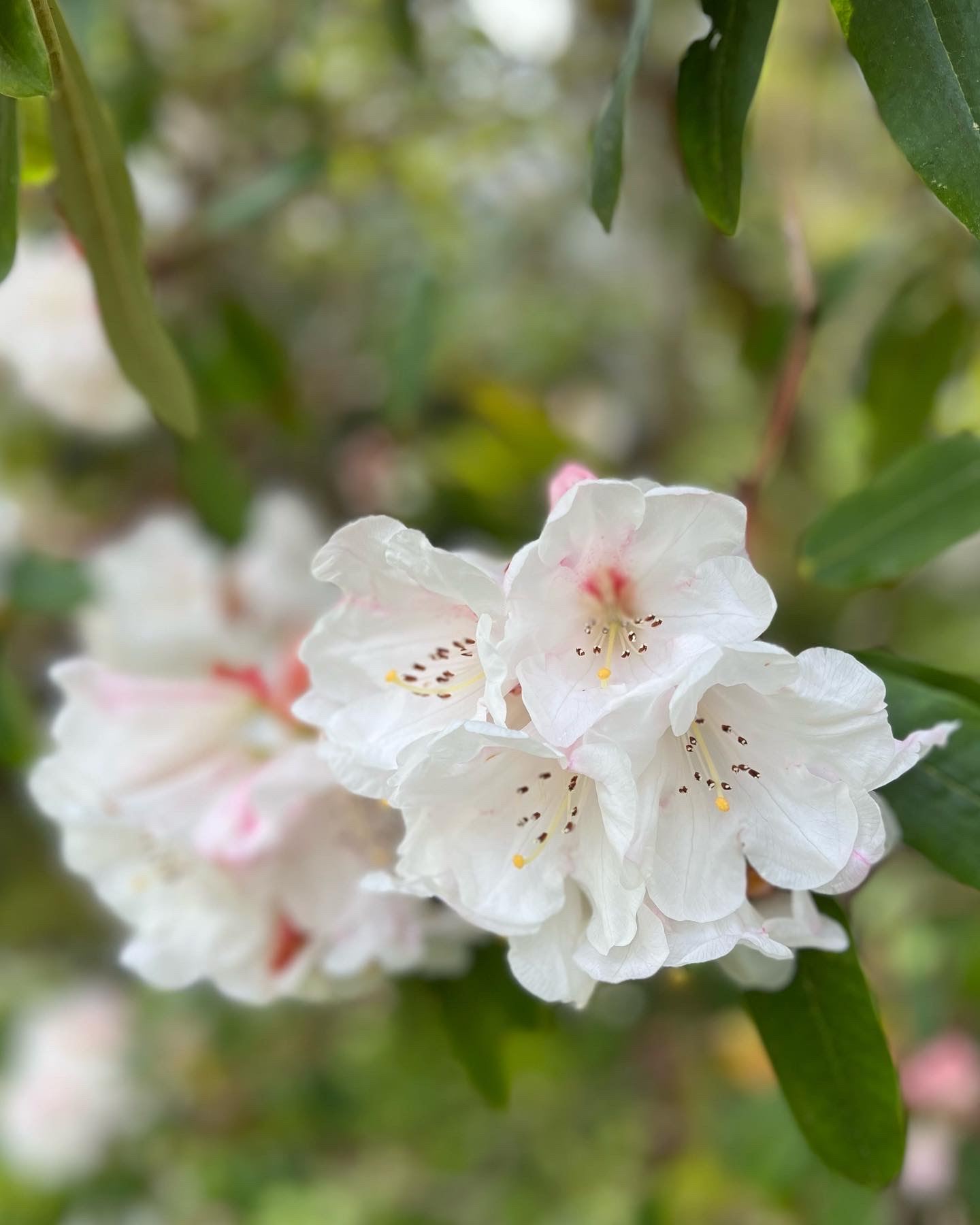 close up of white rhododendron flowers