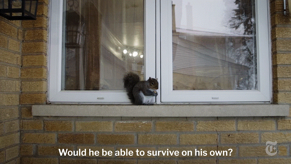 A still from the short film 'My Duduś' featuring a young squirrel raised by a woman in Chicago.