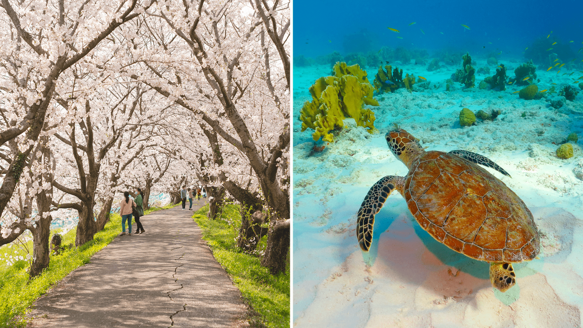 Someiyoshino cherry blossoms in full bloom; Sea turtle in Tobago. 