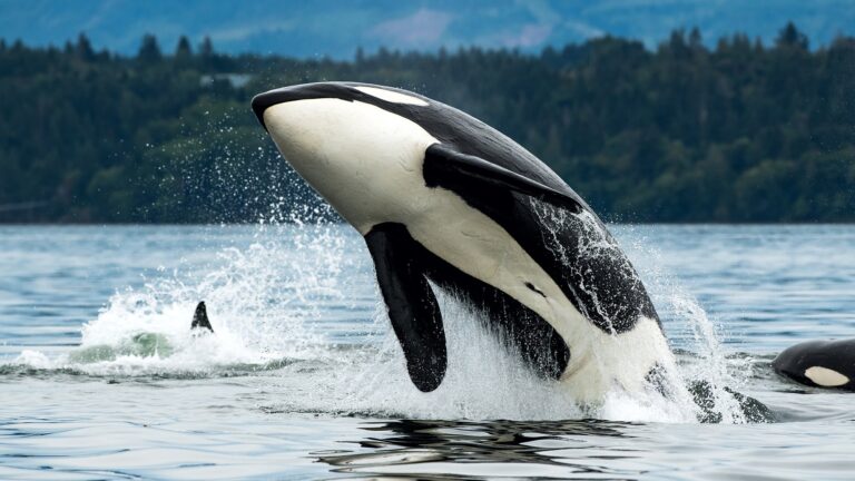 killer whales truth