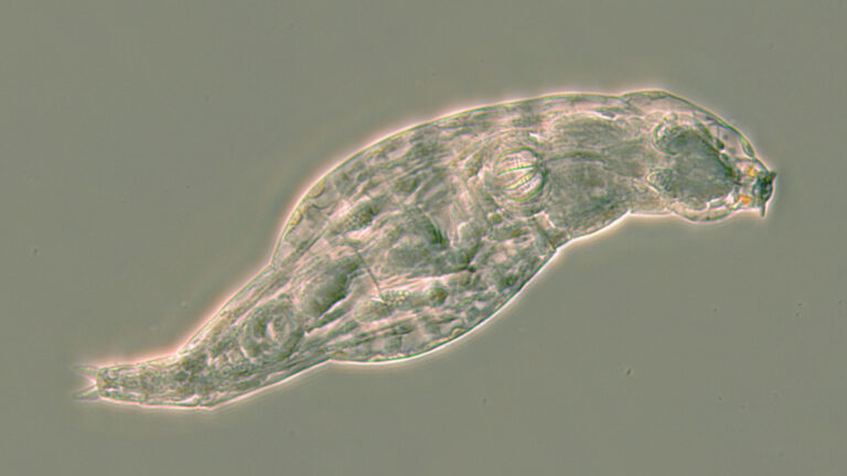 Bdelloid rotifer A ricciae after surviving a fungal infection Credit CG Wilson