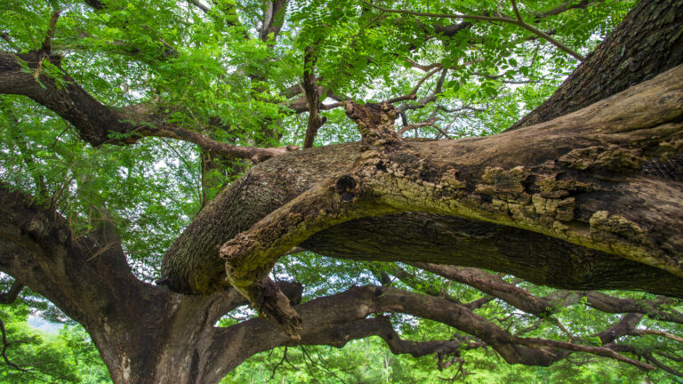 bark tree