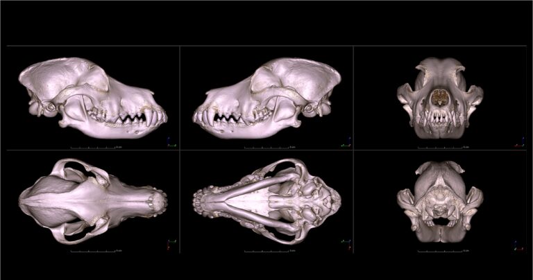 corgi skull