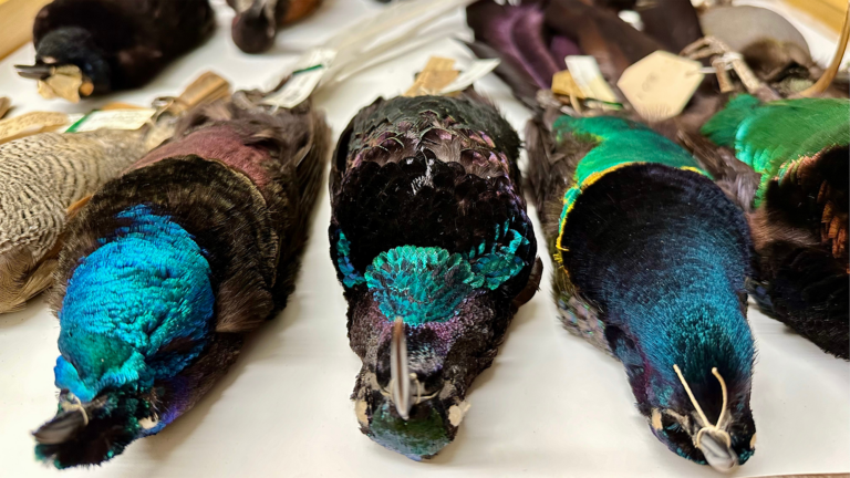 dead birds colorful